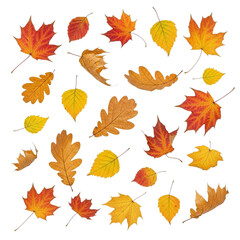 Collection of autumn leaves falling isolated on transparent background