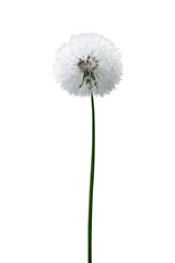 A single dandelion seed head, white and fluffy, atop a slender green stem