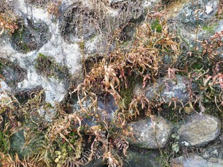 dry weeds on the rock wall