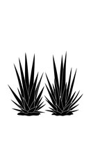 Fototapeta premium Two striking black agave plants are captured from a frontal perspective against a clean white background showcasing their sharp spiky leaves and full symmetrical form in a minimalist design