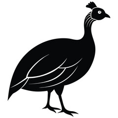 Isolated Black Silhouette Illustration of a Vulturine Guineafowl on White Background, Bird Profile