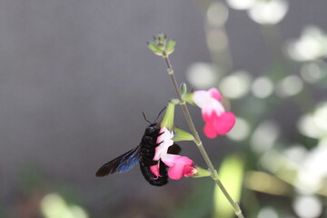 Fototapeta premium Carpenter bee Wood bee Large carpenter bee Blue carpenter bee Xylocopa violacea on white flower with pollen 