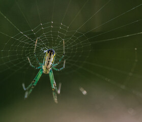 Macro shot of orchard orb weaver spider on the web