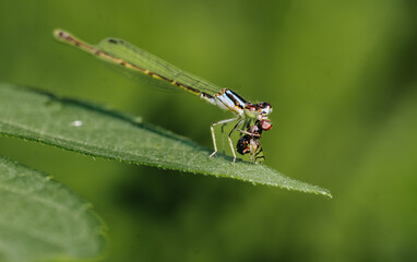 Close-up of a dragonfly in action, capturing the predator-prey interaction in nature. Detailed macro photography highlights the dragonfly's wings, eyes, and hunting behavior in it's natural habitat.

