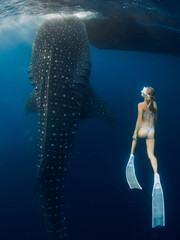 Freediver swims with giant whale shark in deep blue ocean, harmony of human and marine life