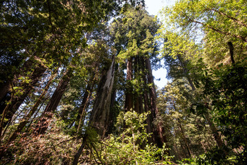 Redwood forest with lush green leaves