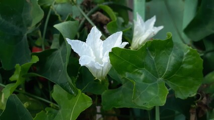 Beautiful white Coccinia grandis flowers blooming in the garden. Also known as Kemarungan, Timun padang, scarlet gourd, ivy gourd, buah kowai.