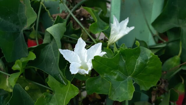 Beautiful white Coccinia grandis flowers blooming in the garden. Also known as Kemarungan, Timun padang, scarlet gourd, ivy gourd, buah kowai.
