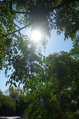 Plante