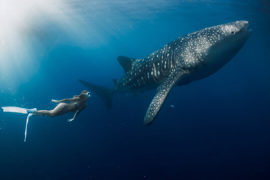 Freediver swimming with a giant whale shark in the blue sea, stunning underwater adventure.