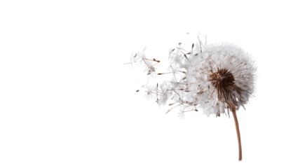 Dandelion fluff and seeds flying and falling in the wind on transparent background