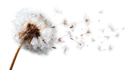 Dandelion fluff and seeds flying and falling in the wind on transparent background
