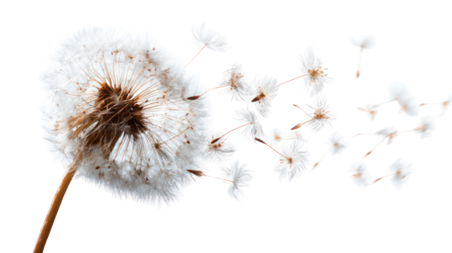 Dandelion fluff and seeds flying and falling in the wind on transparent background