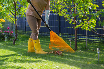 A person is cleaning fallen leaves from the lawn with a large yellow fan rake. Only the person's...