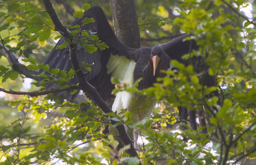 Junger Schwarzstorch beim Fliegen