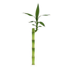 Naklejka premium Lucky bamboo plant stalk with green leaves isolated on transparent background