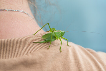 Close-up of a green grasshopper sitting on the upper part of a person's back, at the base of the neck. Part of a light T-shirt, hair and a thin chain are visible.

