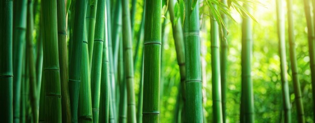 Obraz premium The Bamboo Forest with Sunlight Streaming Through Tall Lush Green Vertical Stalks