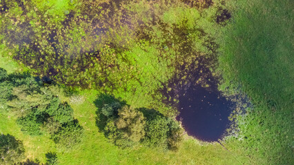 Aerial view of a wetland or rainwater accumulation in a green agricultural field in Lithuania