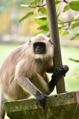 A Gray Langur, with its striking black face and long, elegant tail, sits watchfully. This sacred primate, a common and revered sight across India, embodies a calm and contemplative presence
