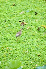 A White-breasted Waterhen forages at the water's edge. Its crisp white face and breast create a stark contrast with its dark back, a common and elegant sight in Asian wetlands