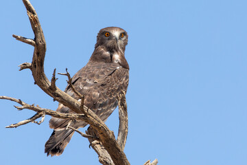 Black-chested Snake Eagle (Circaetus pectoralis), perched in dead tree on lookout for prey, Kalahari, Northern Cape, South Africa