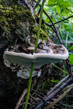 Pflanzenst&auml;ngel durchbricht Flache Lackporling Malerpilz, Ganoderma applanatum, Syn.: Ganoderma lipsiense,
Plant stem breaks through flat lacquer polypore painter's fungus, Ganoderma applanatum, Syn.