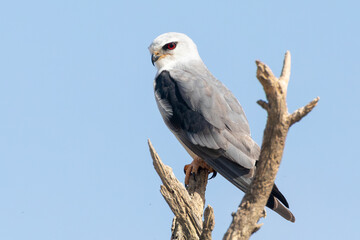 Adult Black-shouldered Kite or  Black-winged Kite (Elanus caeruleus)  perched on tree branch at Meerkat Sanctuary,  Kalahari, Northern Cape, South Africa