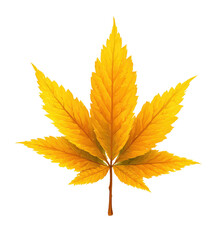 Vividly colored, isolated autumn maple leaf.  A bright, golden-yellow leaf, sharply outlined against a black background, with a stem.  Leaf shape has characteristic five lobes