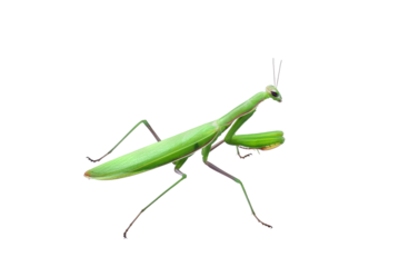 Green Praying Mantis insect isolated cutout on transparent