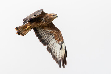 Rufous form Common Buzzard or Steppe Buzzard (Buteo buteo vulpinus) flying with wing extended,...