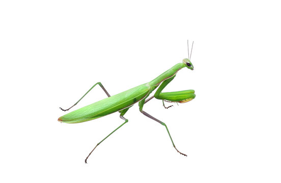 Green Praying Mantis insect isolated cutout on transparent