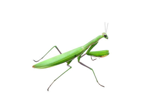 Green Praying Mantis insect isolated cutout on transparent