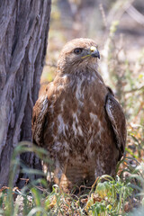 Common Buzzard or Steppe Buzzard (Buteo buteo vulpinus) hunting at base of Camel Thorn Tree, Kalahari, Northern Cape, South Africa