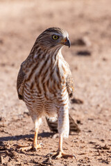Gabar Goshawk (Micronisus gabar gabar) juvenile on red Kalahari sand dune, Kgalagadi Transfrontier Park, Northern Cape, South Africa