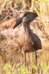 Hamerkop (Scopus umbretta) fishing in stream  Robertson, Western Cape, South Africa closeup frontal view head shot