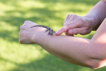 The photograph shows a small dark newt crawling on a person's hand. The person gently touches it...