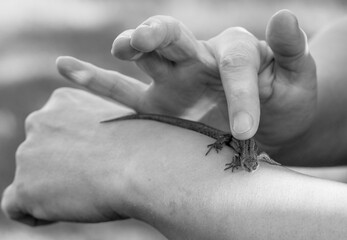 Obraz premium A black and white photo of a small newt crawling on a person's hand. The person gently touches it with his finger. The photo is taken close-up, focusing on the newt and hands. 