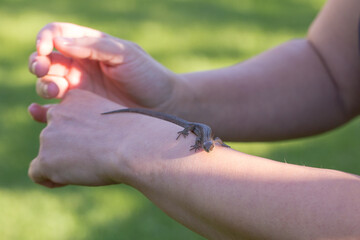 The photograph shows a small dark newt crawling on a person's hand. The person gently touches it with his finger. The background is blurred, a green lawn is visible.
