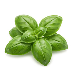 Basil Herb Leaf Bundle On Clean White Background