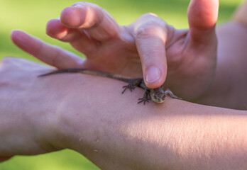 The photograph shows a small dark newt crawling on a person's hand. The person gently touches it with his finger. The background is blurred, a green lawn is visible.
