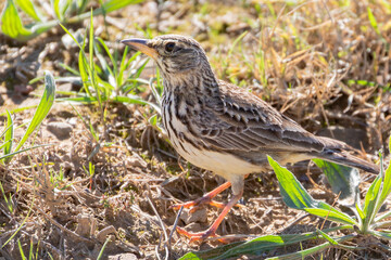 Large-billed Lark (Galerida magnirostris) perched in farm field squinting upwards watching for predators, Western Cape, South Africa