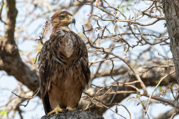 Sub-adult Tawny Eagle (Aquila rapax) perched in riverine forest with full crop, Kruger National Park, Limpopo, South Africa