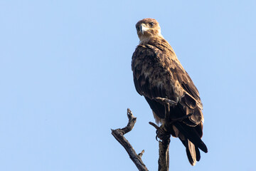 Tawny Eagle (Aquila rapax) perched in tree, Kgalagadi Transfrontier Park, Kalahari, South Africa. Globally vulnerable