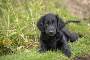 The photo shows an adorable black Flat-Coated Retriever puppy lying on the grass. He has a wet nose and an attentive look. His face is slightly dirty, which adds playfulness to the picture.

