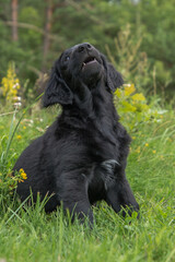 The photo shows an adorable black Flat-Coated Retriever puppy lying on the grass. He has a wet nose and an attentive look. His face is slightly dirty, which adds playfulness to the picture.
