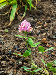 Close-up of a Wild Pink Clover Flower