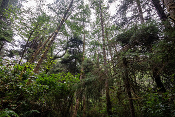 Mossy Pacific Northwest trail
