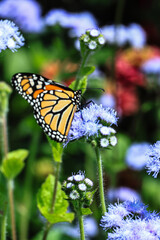 Monarch butterfly on flower
