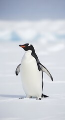 Obraz premium Penguin on snowy landscape